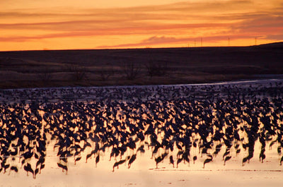 Muleshoe National Wildlife Refuge: A Hidden Gem For Nature Lovers